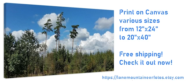 Print on Canvas: Pine Trees standing high above the forest